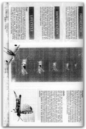 1995 Page 089